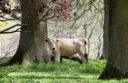 Wildlife portfolio