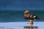 Falkland Flightless Steamerduck (female), Sea Lion Island