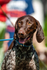 German Shorthaired Pointer_6165