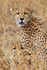 Cheetah brothers