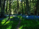 Washburn Woods