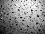 Frog Spawn_034