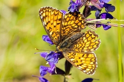 Fritillary 04