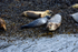 Seals on Loch Linnhe - DSC_9179_00109