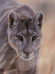 Head-on portrait of Petaca, Torres del Paine, Chile