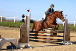Class 4: Senior British Novice/90cm open portfolio