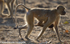 Yellow baboon