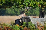 Red Deer