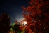 Moonlit Night
