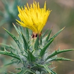 Downy Safflower ( Carthamnus lanatus)