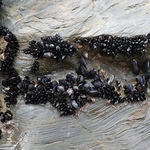 Bedruthan Mussels IMG_3585-Ver