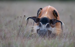 Red river hog