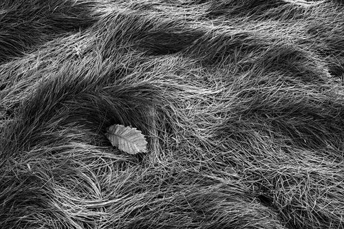 A leaf frozen in amongst the sea of frosty grass.