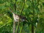 Common Whitethroat