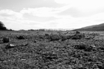 Desert