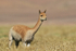 Vicuna, close side view, Chile