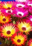 Livingstone Daisies