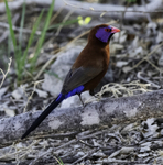 Violet-eared Waxbill