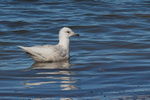 Iceland Gull