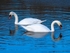Mute Swans