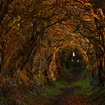 Ballynoe Tree Tunnel