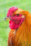 Angry Cockerel 2