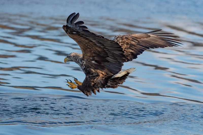 White Tailed Eagle - Isle of Mull - Scotland