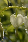 5 Dicentra 2