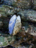 Lone Mussel