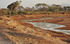The zebra and the river.