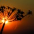 Cow Parsley Sunset