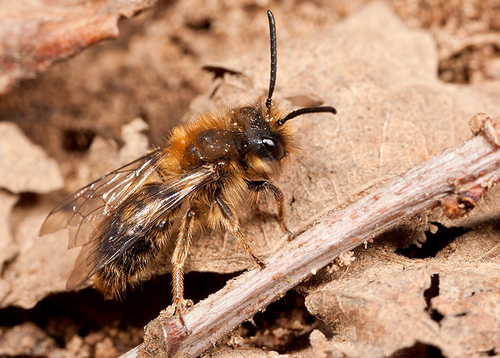 [i]Andrena clarkella[/i] male at a nesting site.