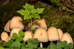 Toadstool Village
