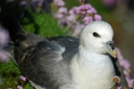 Fulmar