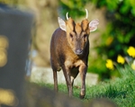Reeves' Muntjac