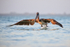 Brown Pelican extends wings, Sanibel Island, Florida