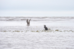 Cormorant and seagull-5555-1