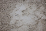 SBM_006560