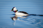Bufflehead with Places to Go