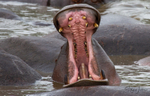 Hippo Pool 5