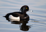 Tufted Duck