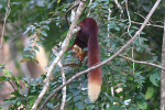 Giant Malabar Red Squirrel (India)