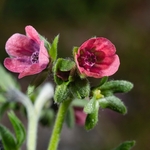 Houndstongue (Cynoglossum officinale