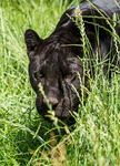 Big Cats-9