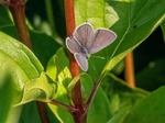 Small Blue