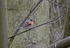 Brambling