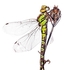 southern hawker (Aeshna cyanea) &acirc;
