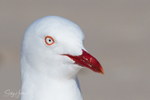 Gull Portrait 1
