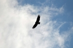 Black Vulture