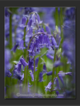 Englands Blue